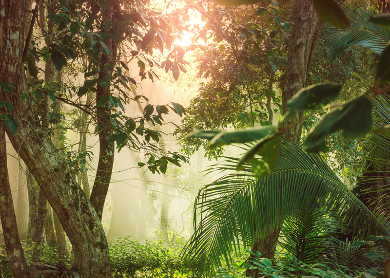 amazonia-3