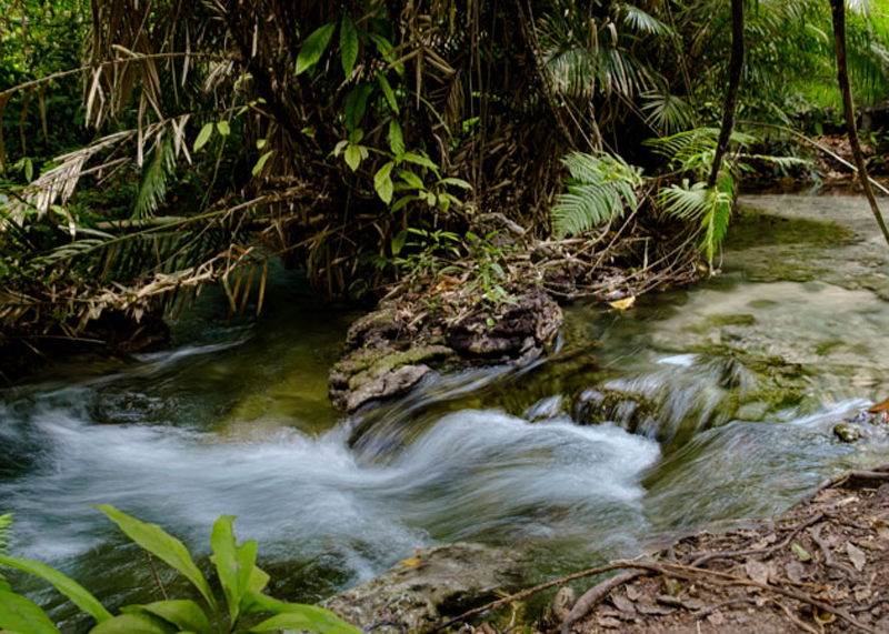 amazonia14